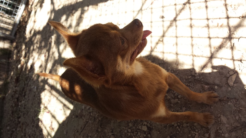 Les Chihuahua de l'affixe Des Rochers De Jade