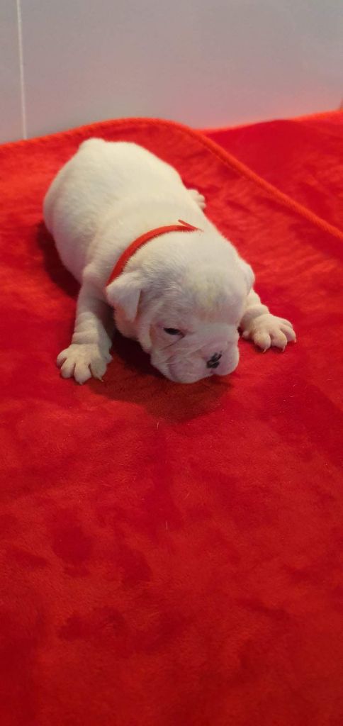 Des Rochers De Jade - Chiots disponibles - Bulldog Anglais