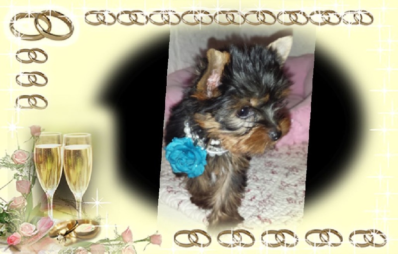 Chiot Yorkshire Terrier Des Rochers De Jade