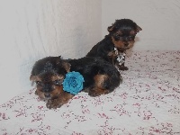 CHIOT