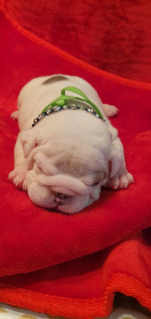 Des Rochers De Jade - Chiots disponibles - Bulldog Anglais